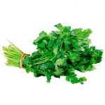 cilantro2